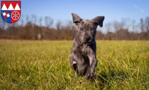 Mehr über den Artikel erfahren Dogge Züchter und Welpen in Unterfranken