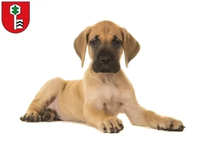 Mehr über den Artikel erfahren Dogge Züchter und Welpen in Velbert