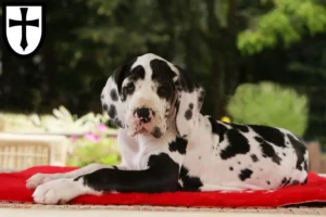 Mehr über den Artikel erfahren Dogge Züchter und Welpen in Verden (Aller)