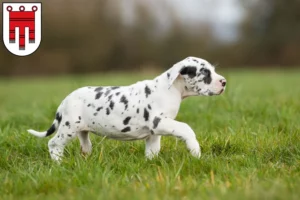 Mehr über den Artikel erfahren Dogge Züchter und Welpen in Vorarlberg