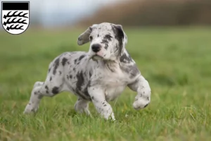 Mehr über den Artikel erfahren Dogge Züchter und Welpen in Waiblingen