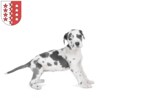 Mehr über den Artikel erfahren Dogge Züchter und Welpen aus dem Wallis