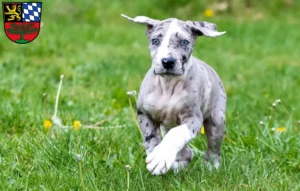 Mehr über den Artikel erfahren Dogge Züchter und Welpen in Weiden in der Oberpfalz