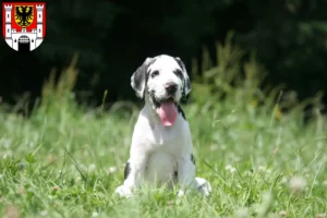 Mehr über den Artikel erfahren Dogge Züchter und Welpen in Weißenburg in Bayern