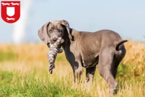 Mehr über den Artikel erfahren Dogge Züchter und Welpen in Wesel