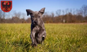Mehr über den Artikel erfahren Dogge Züchter und Welpen in Wetzlar
