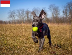 Mehr über den Artikel erfahren Dogge Züchter und Welpen in Wien