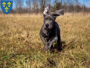 Mehr über den Artikel erfahren Dogge Züchter und Welpen in Wiesbaden