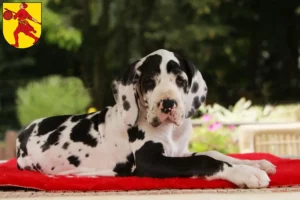 Mehr über den Artikel erfahren Dogge Züchter und Welpen in Wilhelmshaven