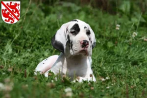 Mehr über den Artikel erfahren Dogge Züchter und Welpen in Winterthur