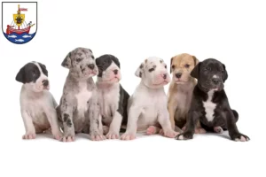 Mehr über den Artikel erfahren Dogge Züchter und Welpen in Wismar