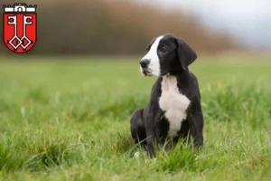 Mehr über den Artikel erfahren Dogge Züchter und Welpen in Wittlich