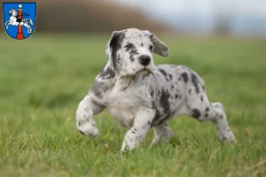 Mehr über den Artikel erfahren Dogge Züchter und Welpen in Wolfenbüttel