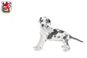 Mehr über den Artikel erfahren Dogge Züchter und Welpen in Wuppertal