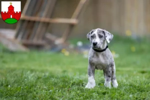 Mehr über den Artikel erfahren Dogge Züchter und Welpen in Zirndorf