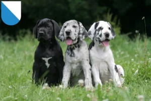 Mehr über den Artikel erfahren Dogge Züchter und Welpen in Zürich