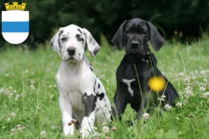 Mehr über den Artikel erfahren Dogge Züchter und Welpen in Zug