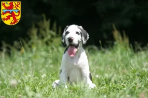 Mehr über den Artikel erfahren Dogge Züchter und Welpen in Zweibrücken