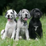 Dogge Welpen beim seriösen Züchter kaufen