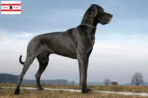 Mehr über den Artikel erfahren Dogge Züchter und Welpen in Drenthe