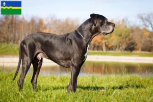 Mehr über den Artikel erfahren Dogge Züchter und Welpen in Flevoland