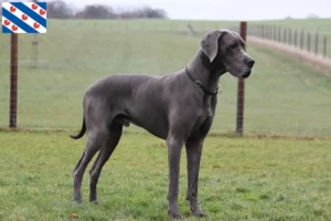 Mehr über den Artikel erfahren Dogge Züchter und Welpen in Friesland