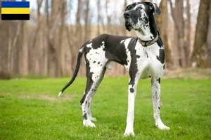 Mehr über den Artikel erfahren Dogge Züchter und Welpen in Gelderland
