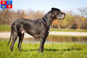 Mehr über den Artikel erfahren Dogge Züchter und Welpen in Hradec Králové