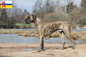 Mehr über den Artikel erfahren Dogge Züchter und Welpen in Limburg