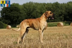 Mehr über den Artikel erfahren Dogge Züchter und Welpen in Mähren-Schlesien