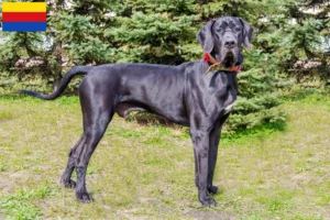 Mehr über den Artikel erfahren Dogge Züchter und Welpen in Nordholland
