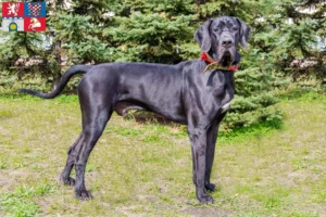 Mehr über den Artikel erfahren Dogge Züchter und Welpen in Pardubice