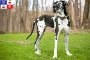 Mehr über den Artikel erfahren Dogge Züchter und Welpen in Vysočina