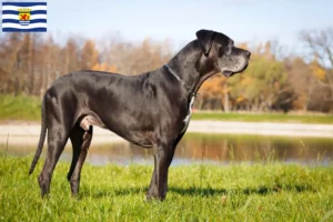 Mehr über den Artikel erfahren Dogge Züchter und Welpen in Zeeland