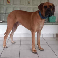 🍀🎉VERMITTELT🎉🍀ARCHIE - wird im Mai 2 Jahre 🍀🎉VERMITTELT🎉🍀