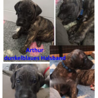 Deutsche Dogge Welpen US Linie