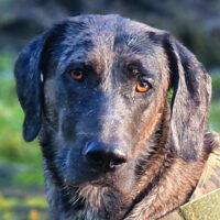Kenai, Doggen-Mix