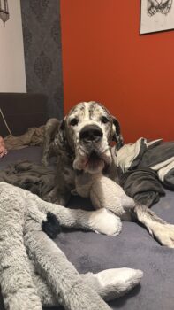 Neues Zuhause für Dogge gesucht