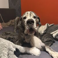 Neues Zuhause für Dogge gesucht