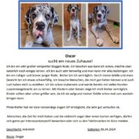 Dogge OSCAR sucht sein Traumzuhause