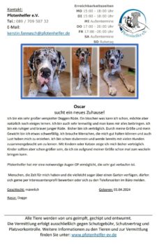 Dogge OSCAR sucht sein Traumzuhause