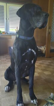 Hallo Ich bin Balou und komme aus dem Westerwald (Westerburg)