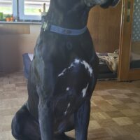 Hallo Ich bin Balou und komme aus dem Westerwald (Westerburg)