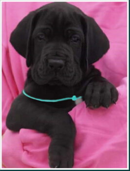 Deutsche Doggen Welpen