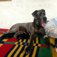 Deutsche Doggen Welpen