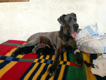 Deutsche Doggen Welpen