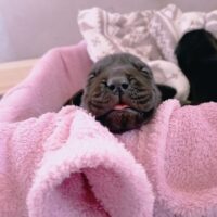 Deutsche Doggen Welpen