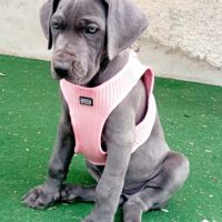 Deutsche Doggen Welpen