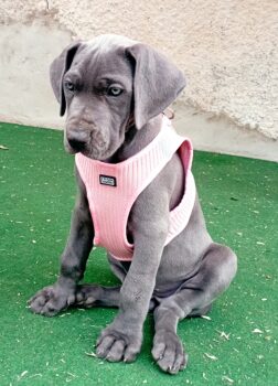 Deutsche Doggen Welpen