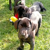 Deutsche Doggen Welpen